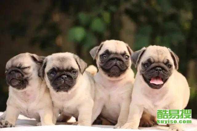 八哥最新爆料新闻视频,最新爆料新闻视频深度解析  第2张